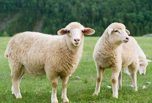 羊吃瓜,羊儿欢快吃瓜记