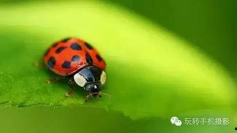 吃瓜的瓢虫,瓢虫视角下的吃瓜奇观