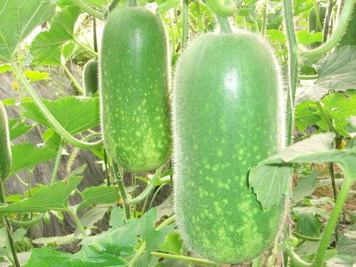 吃黄皮瓜视频大全,视频大全带你领略美味瞬间